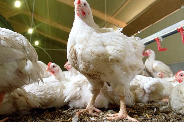 Болезни цыплят в возрасте от 1 до 60 дней и лечение. 