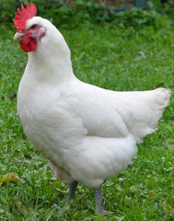 Бресс Гальская порода кур – описание, фото и видео. 