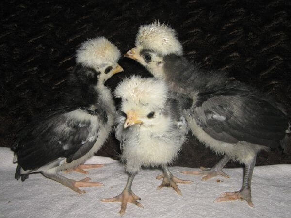 Суточные цыплята Голландской белохохлой породы. 
