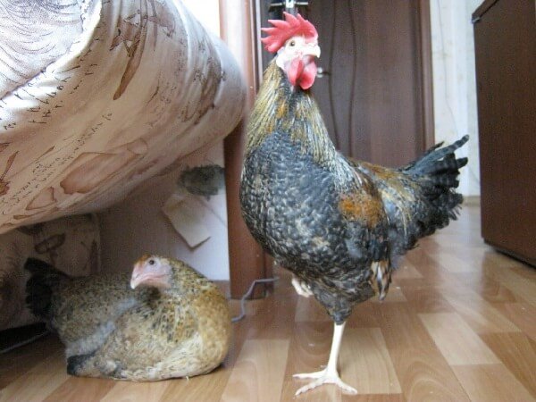 Петух и курица в квартире. 