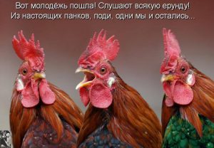 Смешные фотографии куриц