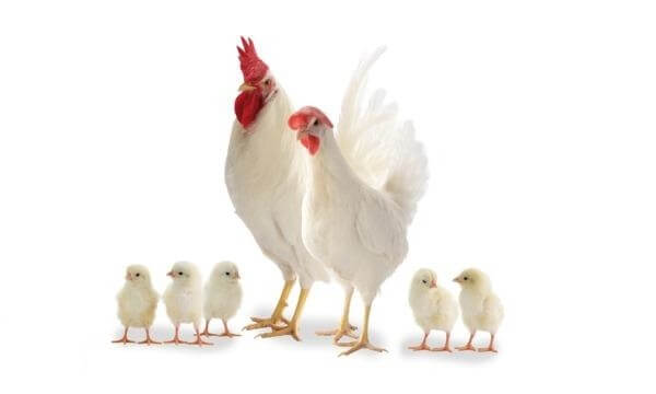 Петух, курица и цыплята породы Супер Ник. 