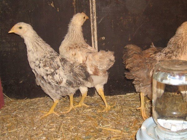 Юрловские голосистые цыплята в 2 месяца. 