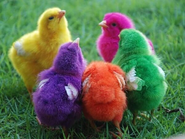 Цветные цыплята – фото и видео, как покрасить цыпленка правильно. 