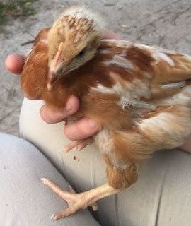 Цыпленок в 2 месяца. 