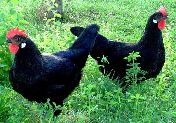 Кастеллана черная порода кур – описание с фото и видео. 