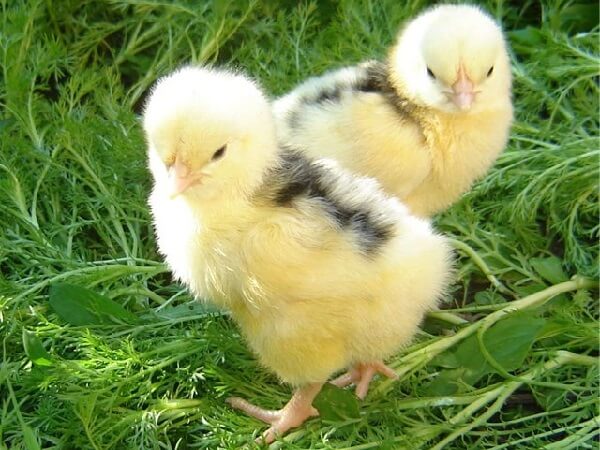 Расклев у цыплят – что делать и лечение каннибализма. 