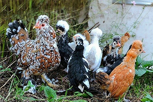 Подрощенные цыплята с наседкой породы Адтайская Бентамка. 