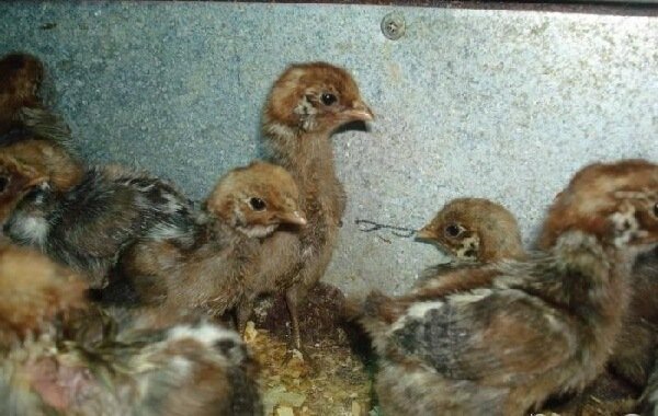 Недельные цыплята породы Египетская Файоуми. 