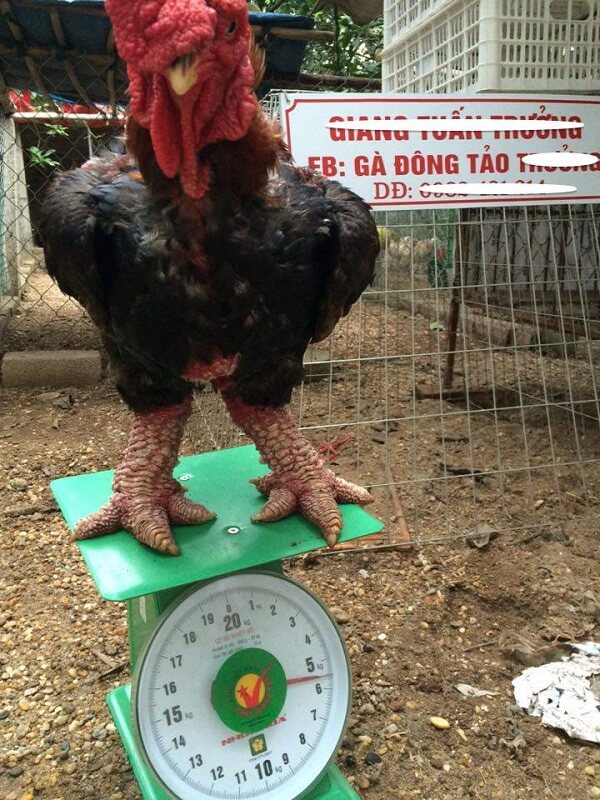 Курица породы Га Донг Тао. 