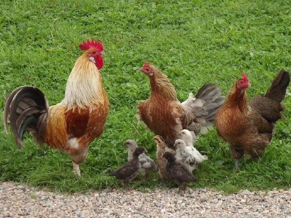 Родительское стадо Асбохонс с цыплятами. 