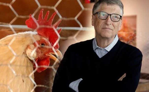 Билл Гейтс и цыплята победят бедность во всем мире. 