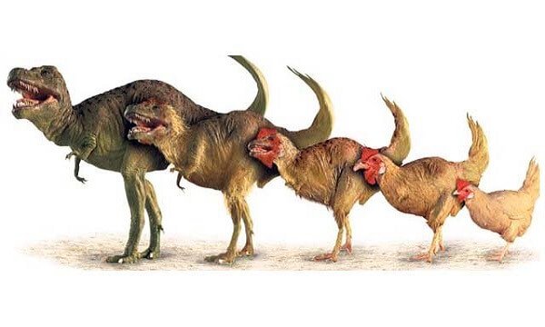 Эволюция динзавра в курицу фото. 
