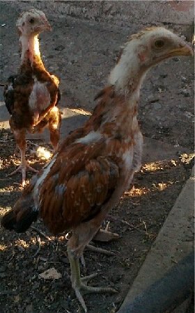 Цыплята турецкий Хинт. 