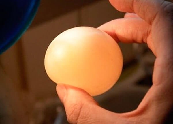 Проблемы яйцекладки – яйцо без скорлупы. 