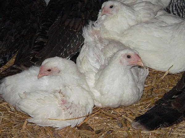 Канадские подрощенные цыплята Шантеклер породы кур. 