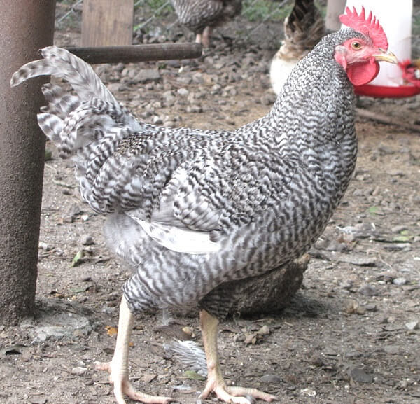 Холланд порода кур – описание с фото и видео. 