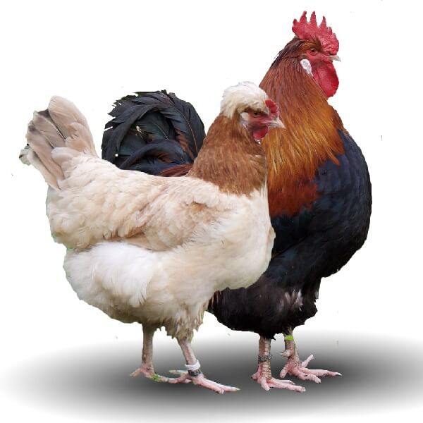 Сульмталер порода кур – петух и курица. 