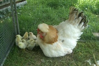 Курица с цыплятами породы Сульмталер. 