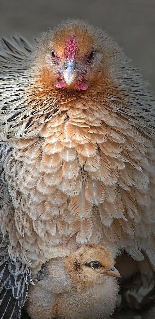 Яэрхюнс порода кур - курица с цыпленком. 