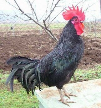 Черная Шуменская порода кур. 