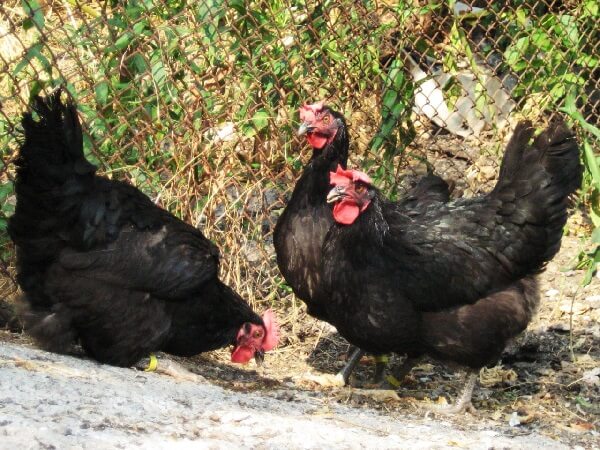 Черная Шуменская порода кур – описание с фото и видео. 