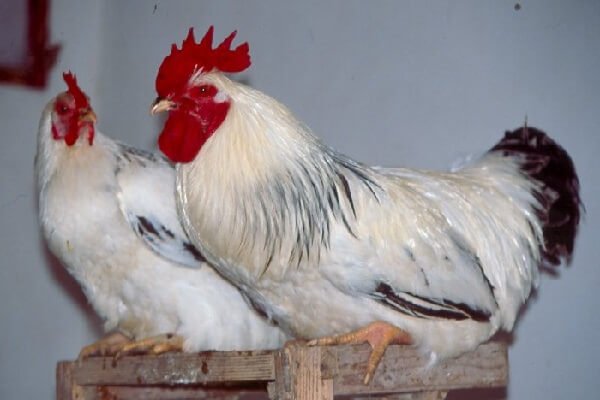 Эрмеллина ди Ровиго порода кур – описание с фото и видео. 
