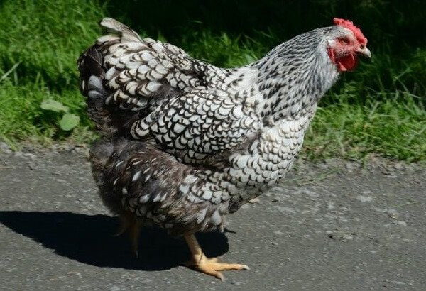 Самая богатая курица в мире - несушка Джигу, Шотландская Дампи порода кур. 