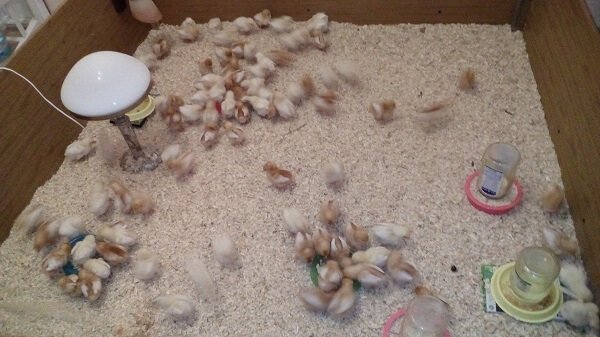 Чем кормить цыплят с первых дней жизни в домашних условиях. 
