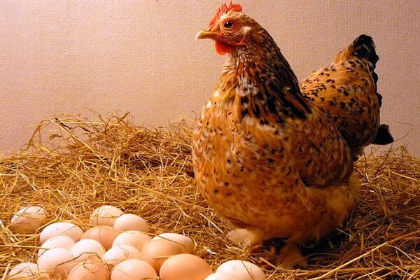 Почему курица несет яйца без скорлупы и что делать. 