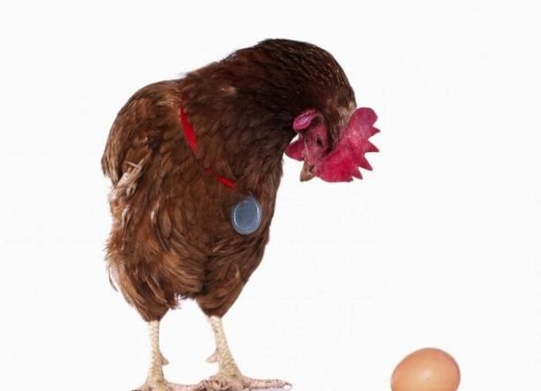 Почему курица несет мелкие яйца - причины и решение проблемы. 