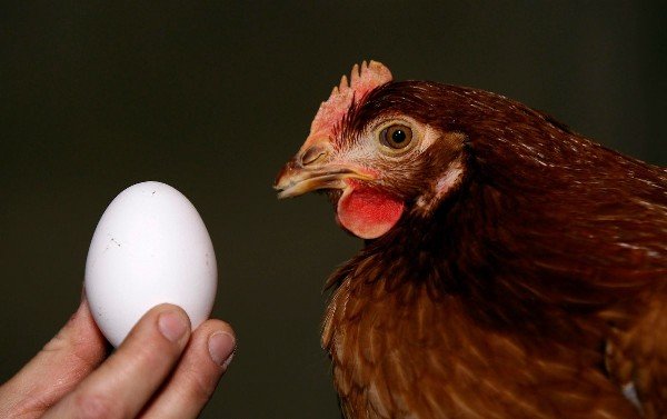 Почему куры перестали нести яйца осенью. 