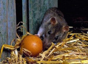 Как избавиться от крыс и мышей в курятнике