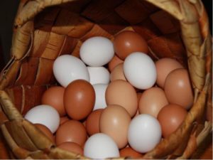 Цвет желтка и скорлупы у куриных яиц от чего зависит? 
