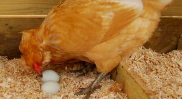 Почему куры клюют свои яйца? 