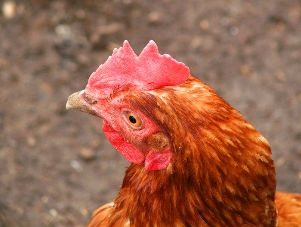 Как определить возраст курицы несушки по внешнему виду. 