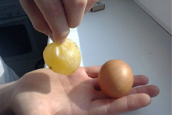Курица снесла яйцо без скорлупы в пленке - причины. 
