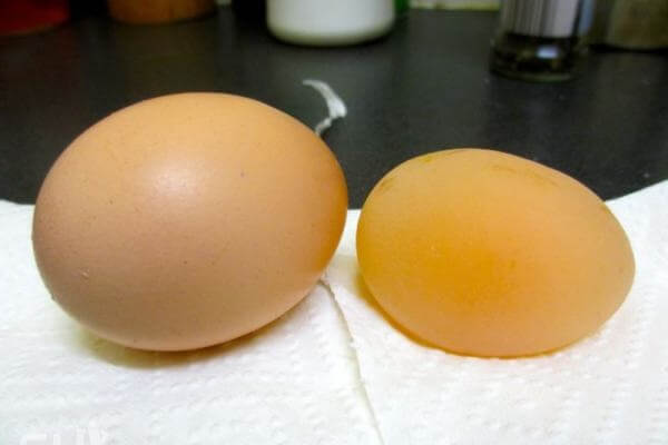 Курица снесла яйцо без скорлупы в пленке - причины. 