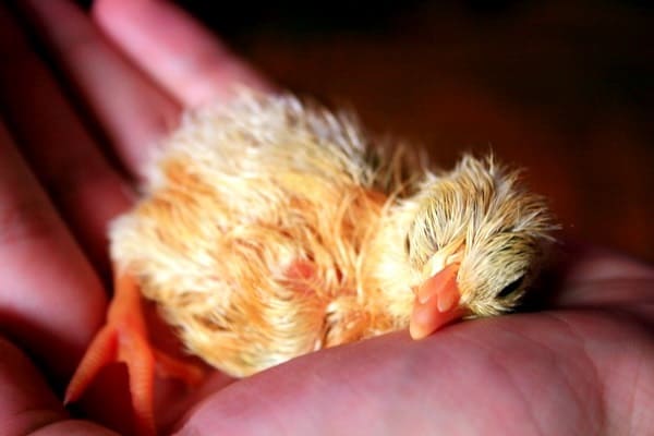 Тепловой удар у цыплят – что делать, если цыпленок перегрелся? 