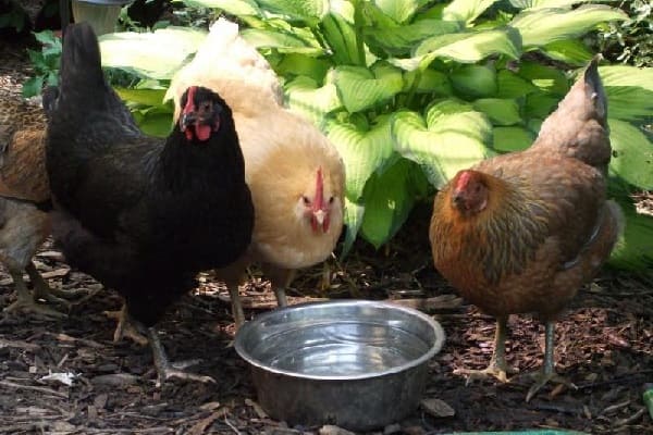 Тепловой удар у кур – что делать, если курица перегрелась? 