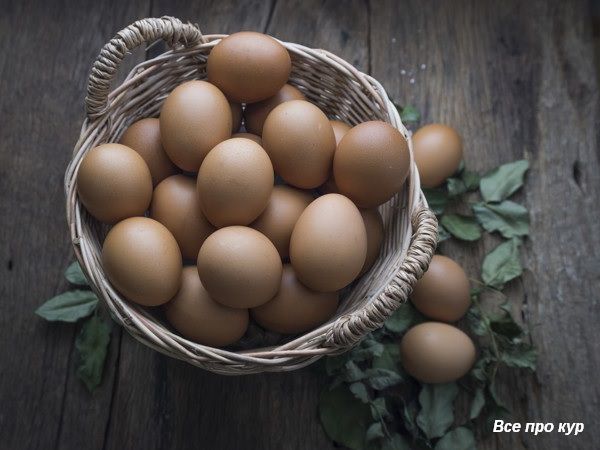 Про яйца и несушек - 65 фактов и один вопрос к вам! 