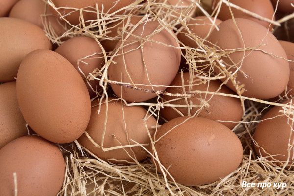 Про яйца и несушек - 65 фактов и один вопрос к вам! 