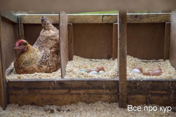 Курица села высиживать яйца зимой, что делать? 