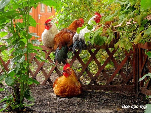 3 способа совместить кур и огород. 