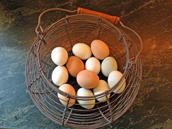 Почему курица несет мелкие яйца - причины и решение проблемы. 