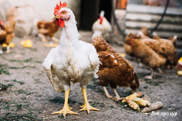 Как вырастить бройлерных цыплят в домашних условиях? 