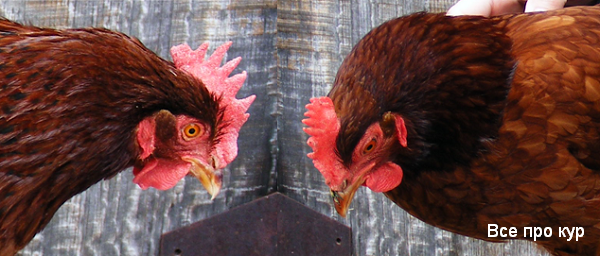 Как узнать возраст курицы – внешние верные признаки