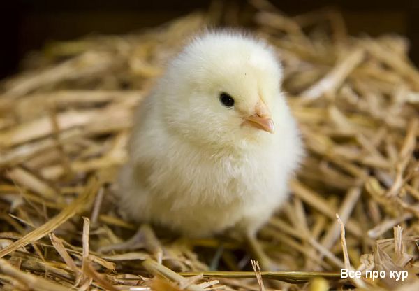 Как выращивать кур в домашних условиях с 1-го дня до первого яйца. 