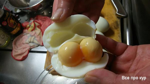 Какие куры несут двухжелтковые яйца? 