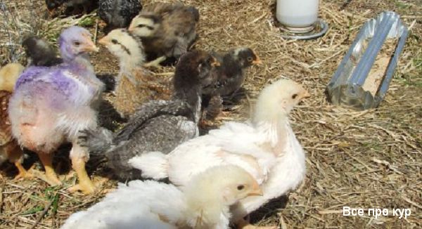 Болезни цыплят в возрасте от 1 до 60 дней и лечение. 